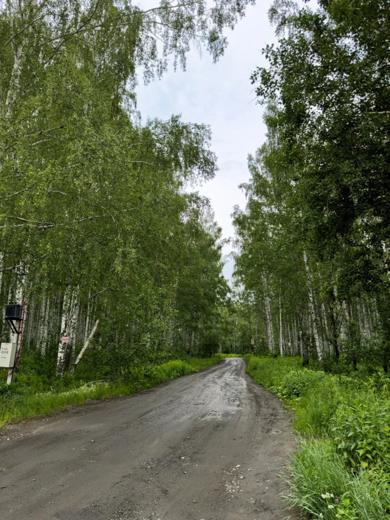 Дорога вдоль леса